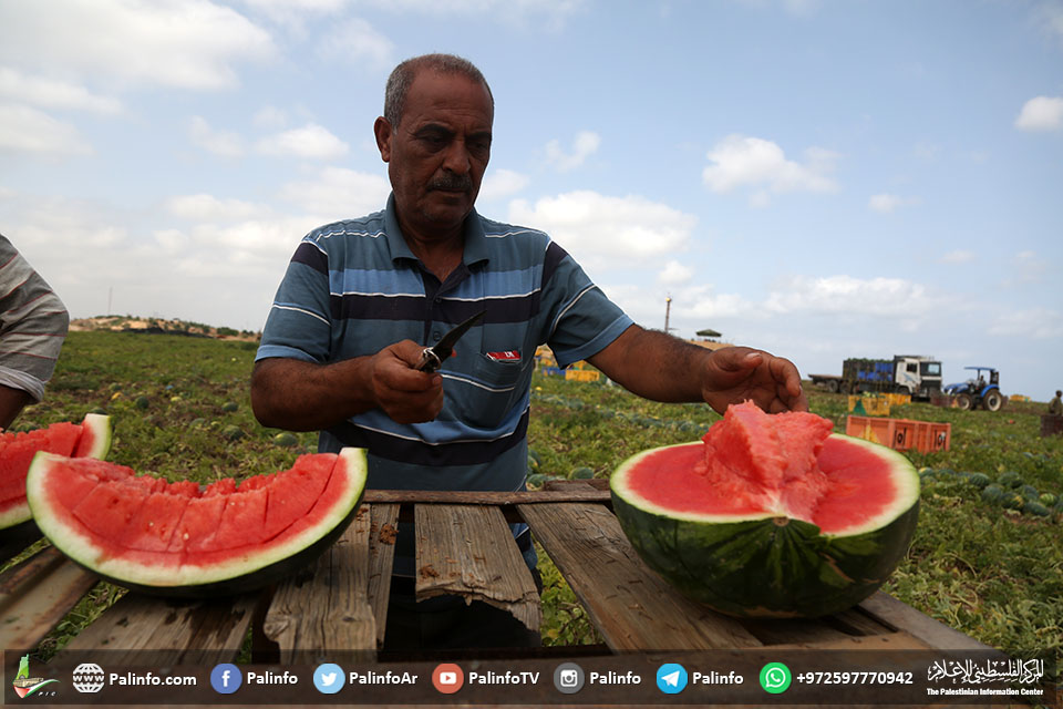 فلسطینی کسان اور ان کے تربوز کے کھیت