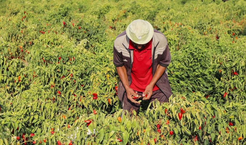 فلسطین تصاویر کے آئینے میں 