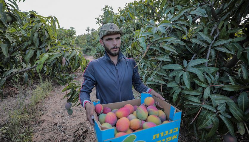 فلسطین تصاویر کے آئینے میں 